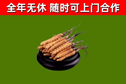 马边县回收散虫草