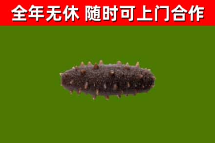 马边县回收海参干
